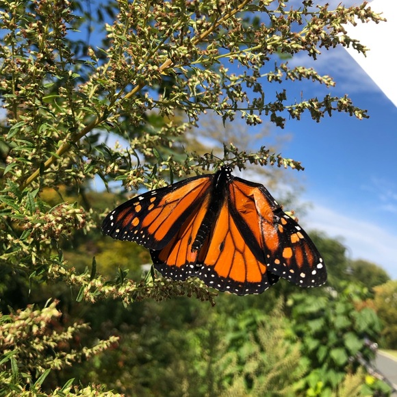 Meet your Posher, Zoe - Picture 4 of 6